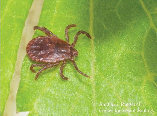 Female longhorned tick.（英語名：Longghorned tick）。 