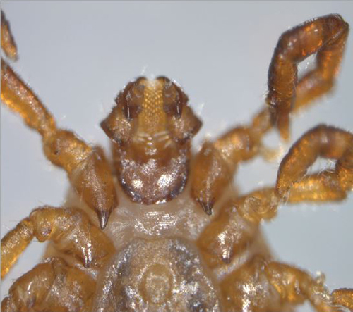 Close up of female longhorned tick