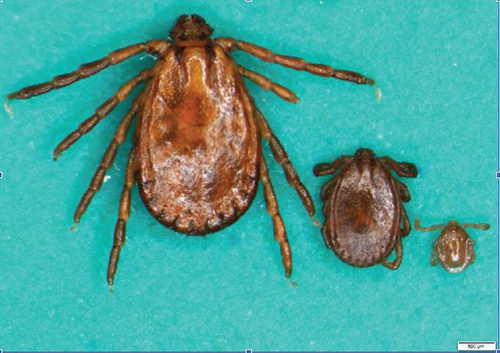 H. longicornis adult (links), Nymphe (Mitte) und Larve (rechts).