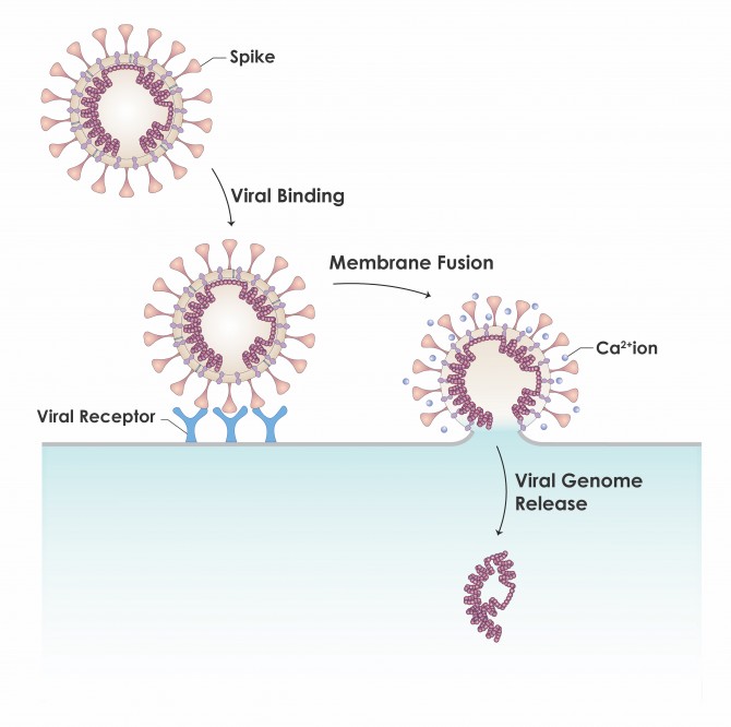 freefilesync virus fusioncore