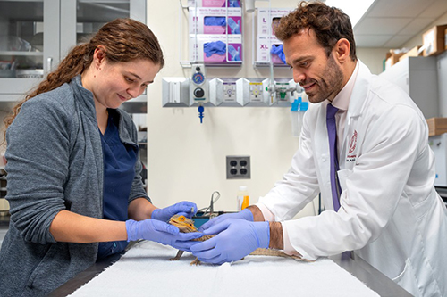 Two veterinarians examining a python