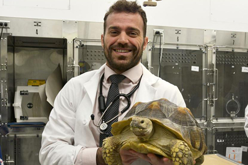 A veterinarian holding a large tortoise