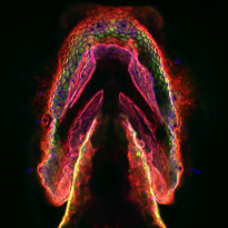 microscopy image