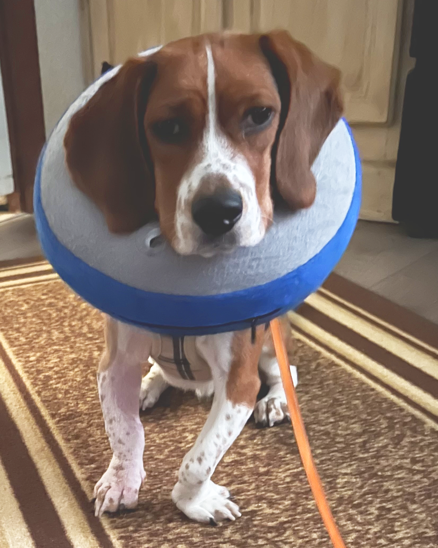 A beagle in a donut cone showing off the difference in curved forelegs after surgery