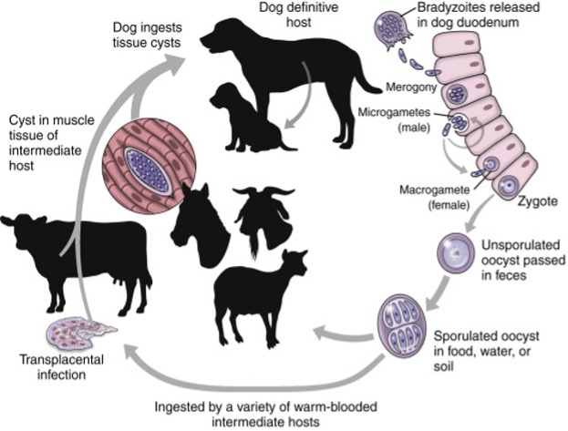 Life cycle of neosporosis