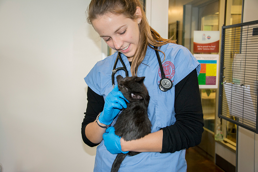 Curriculum Cornell University College Of Veterinary Medicine 5069