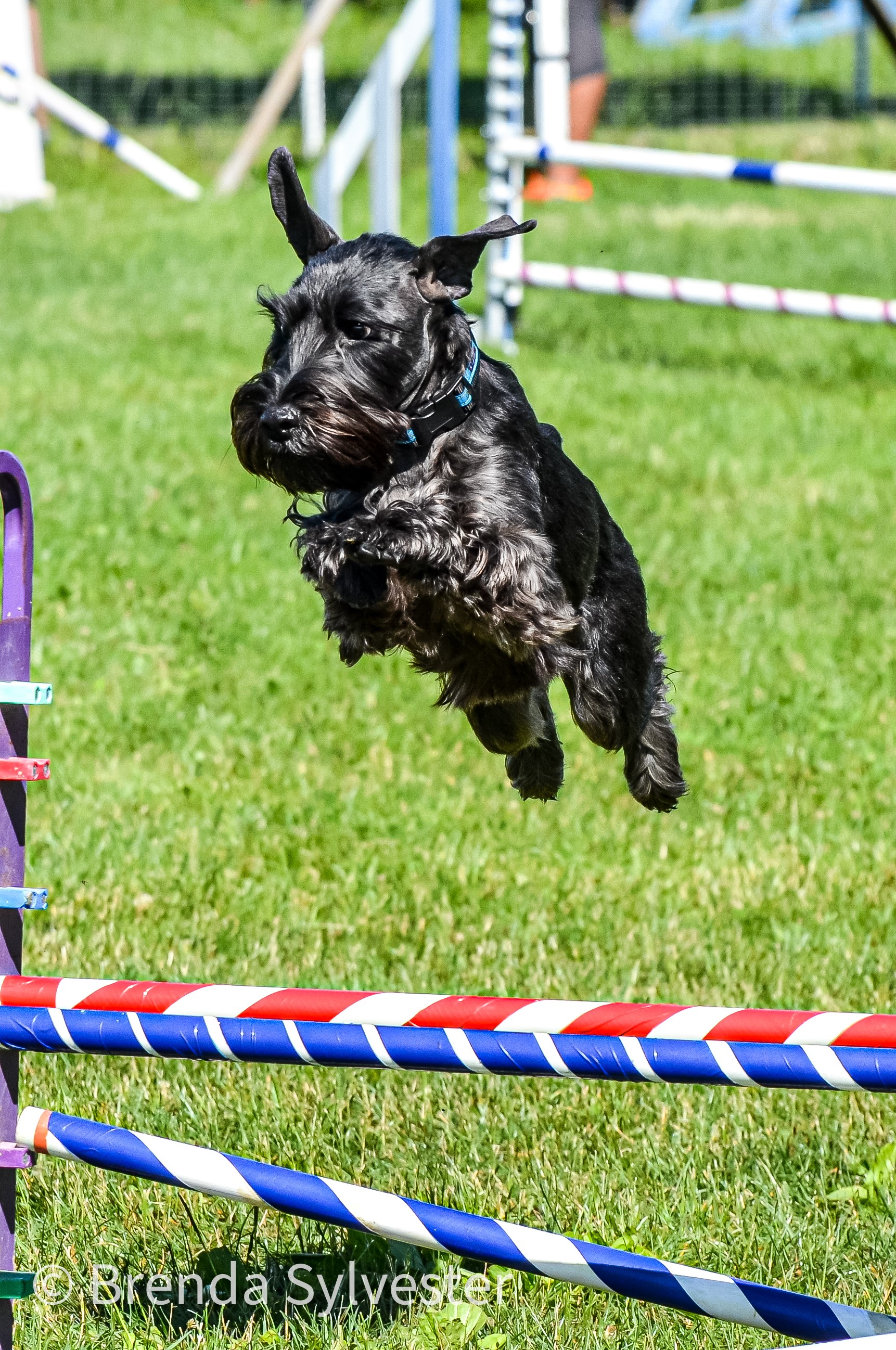 A dog jumps over a hurdle at an agility event.