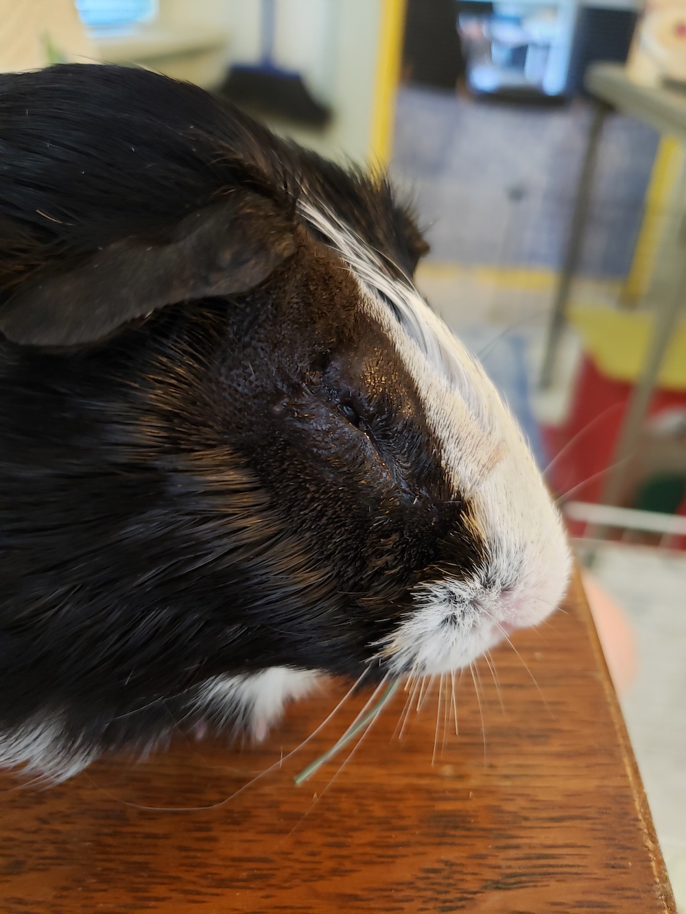 Guinea pig eye infection hotsell home treatment