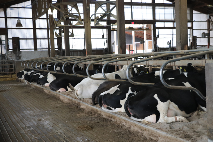 Cows sitting down