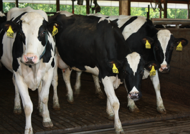 Three dairy cows