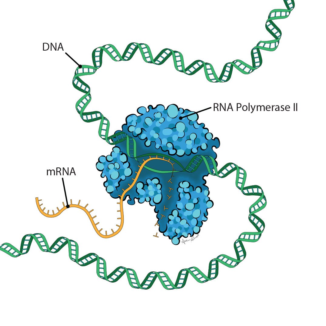 What Is A Rna Polymerase 8653