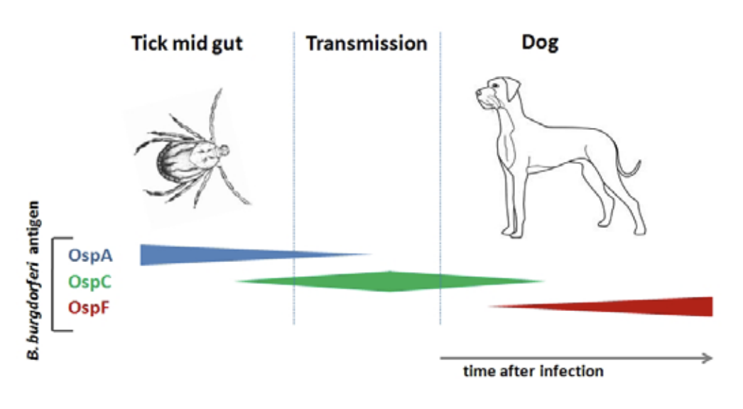 how can you tell if a dog has lyme disease