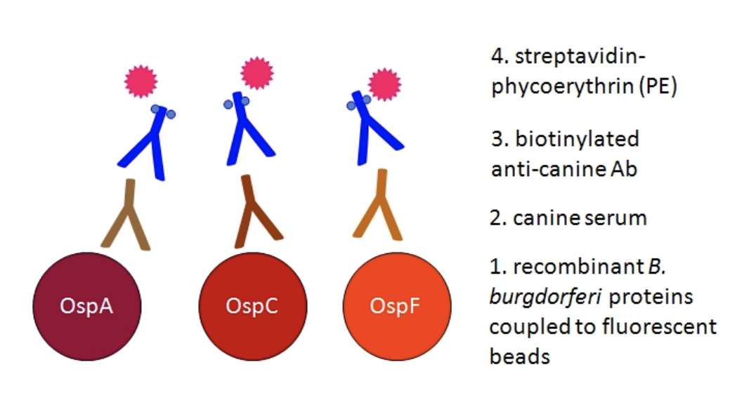 lyme disease antibodies igg igm immunoblot