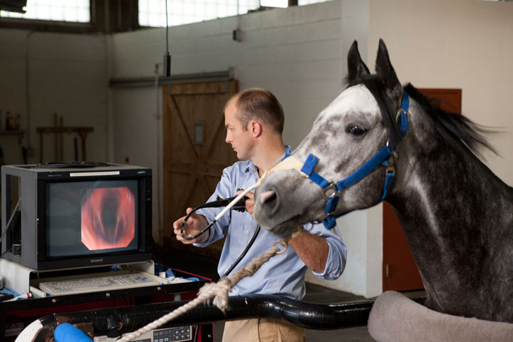 Equine Performance Clinic | Cornell University College of Veterinary