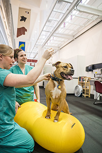 Two clinicians use a physioball to provide physical therapy for a dog.