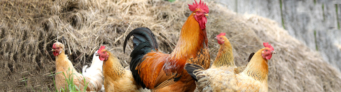 Avian Health Cornell University College Of Veterinary Medicine