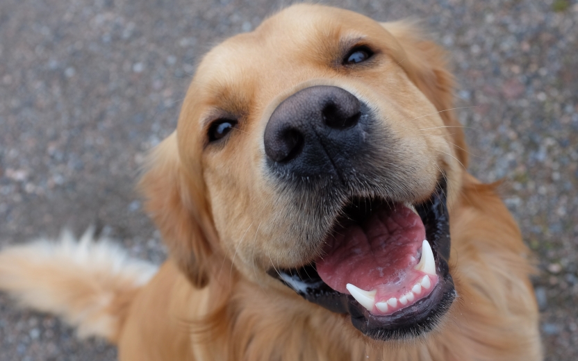 Golden retriever sitting and smiling