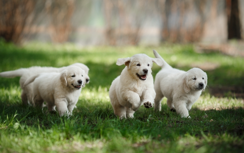 A group of light colored puppies run across a grassy field. 