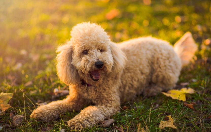 Cute little miniature poodle, cream white color, enjoying the day out in the park, lit by golden sunset light