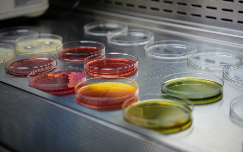 Bacterial cultures from raw cats foods await testing in Dr. Goodman's lab at Cornell's Baker Institute for Animal Health.