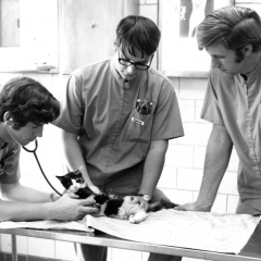 Circa mid 1980, third year students perform a routine exam on a cat.
