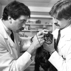 Circa mid 1980, students perform an eye exam on a dog