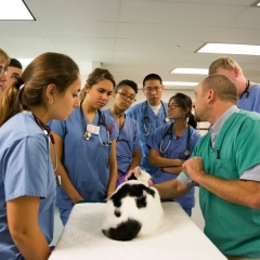 Dr. Brian Collins teaching students during the first year cat lab, 2015