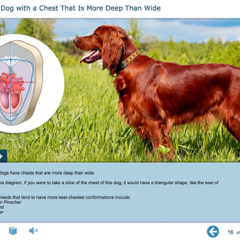 Image of dog and diagram of a dog's heart