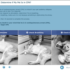 Three steps to determine if your pet is in CPA