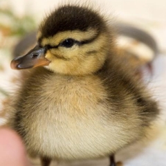 A baby duck