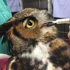 Owl receiving oral medication