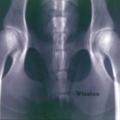 Images of dogs with good and poor (dysplastic) hip conformation