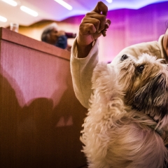 A woman holds a treat for a small white dog