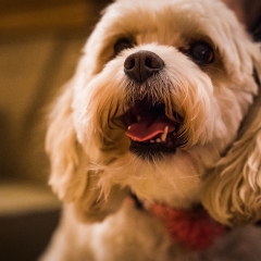 A small white dog looks comfortable and happy