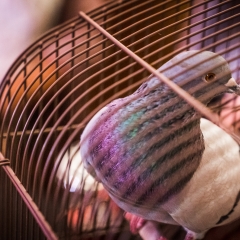 A glossy pigeon in an enclosure during the event