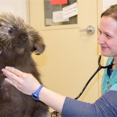 Veterinarians listening to porcupines heart 