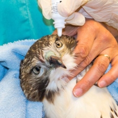 A hawk receiving eye drops 
