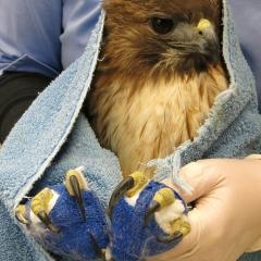 A hawk with casts on feet being held by an attendant