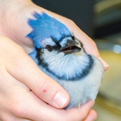 A person holding a bluejay 