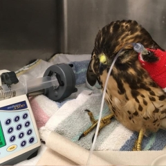 A broadwing hawk in the medical center