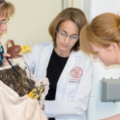 Veterinarians attending to bald eagle