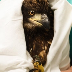 An eagle wrapped in a towel held by a doctor 