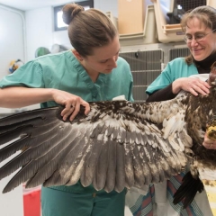 Two staff members holding eagles wing