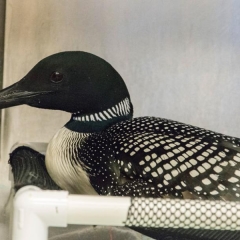 Loon resting on a platform