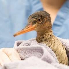 female bird resting and wrapped in a towel