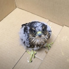 Baby bird in box 
