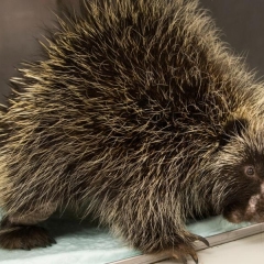 Porcupine on examining table 