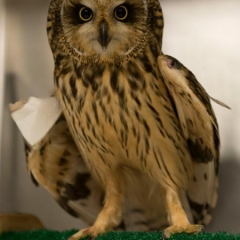 An owl perched with a bandage on right wing