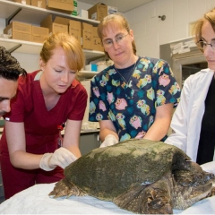 4 attendants examining a turtle on a table
