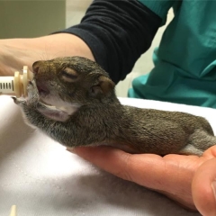 Baby squirrel being had fed with a vile